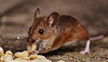 24 Hour & Emergency Exterminators in W Los Angeles, CA